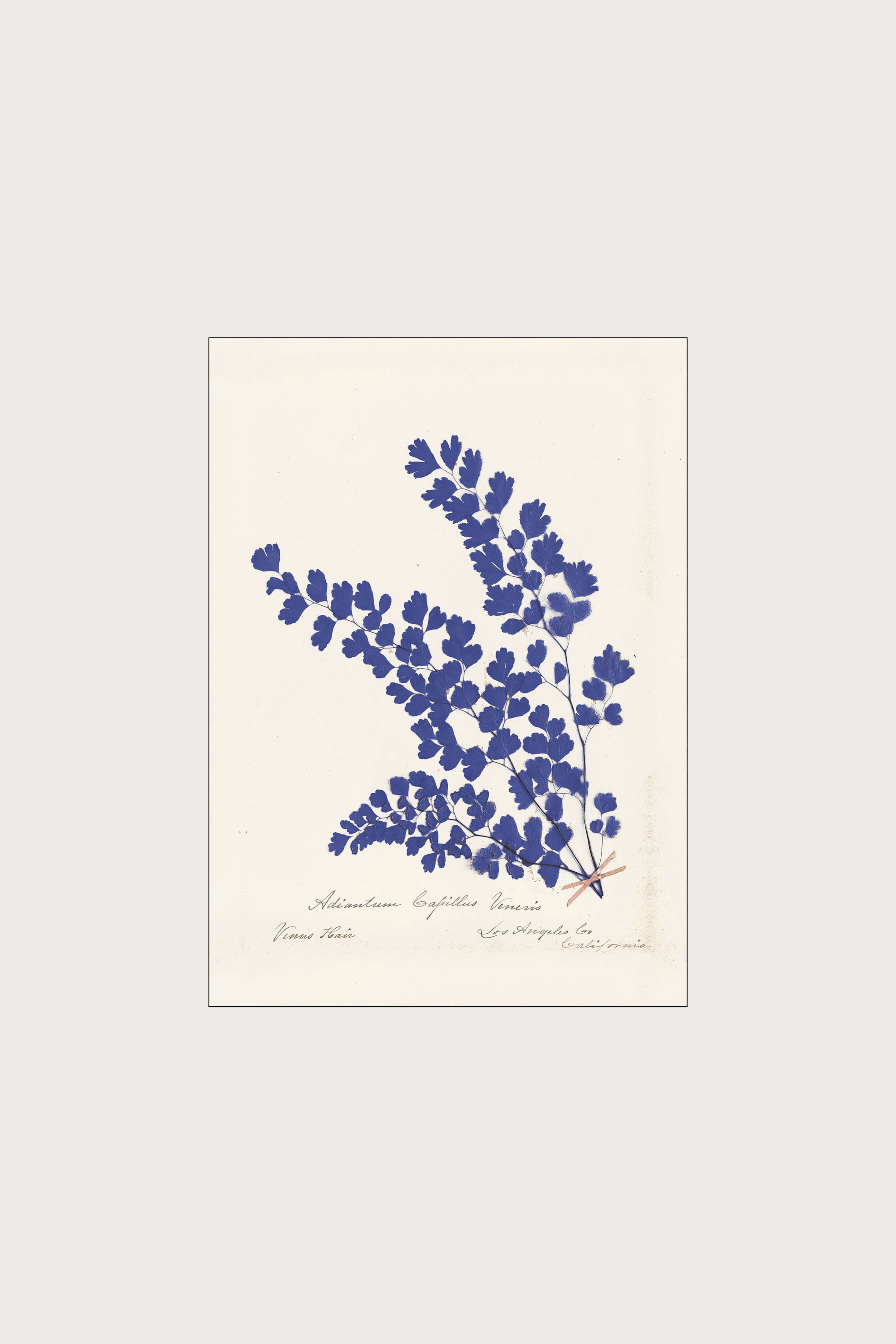 Постер wild apple- botanical fern iii blue