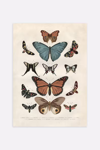 Плакат VINTAGE BUTTERFLIES