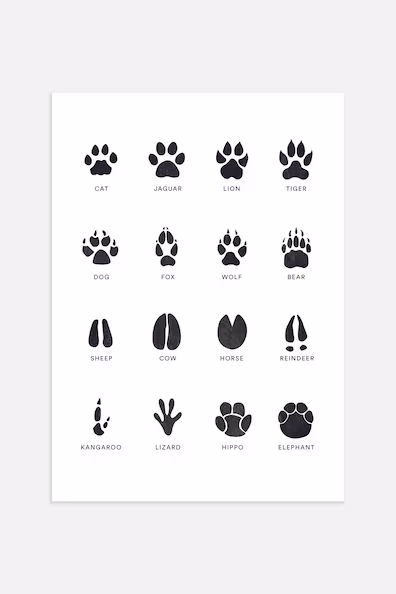 Постер ANIMAL TRACE
