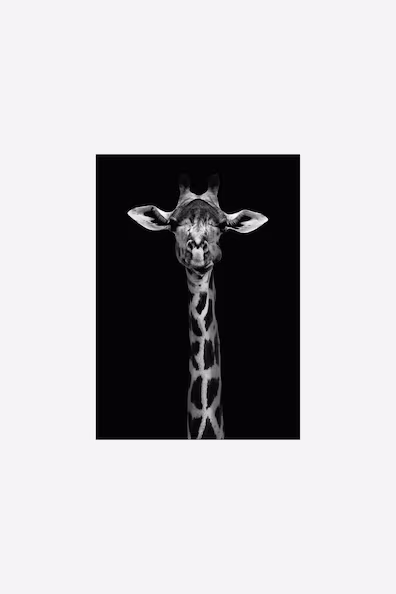 Художественная фотография WILD - портрет жирафа
