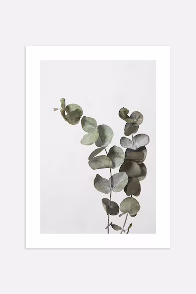 Постер EUCALYPTUS BRANCH