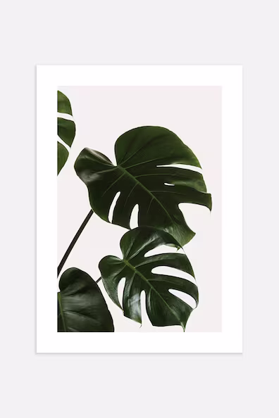 Постер MONSTERA LEAVES