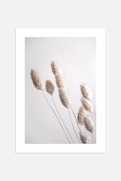 Постер DRIED GRASS