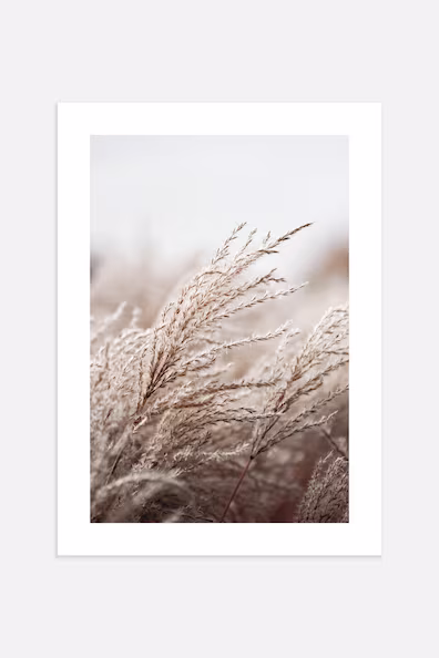 Постер GRASSES IN THE WIND