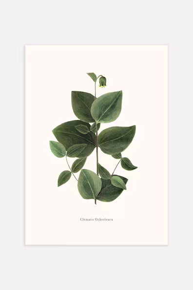 Плакат GREEN CLEMATIS