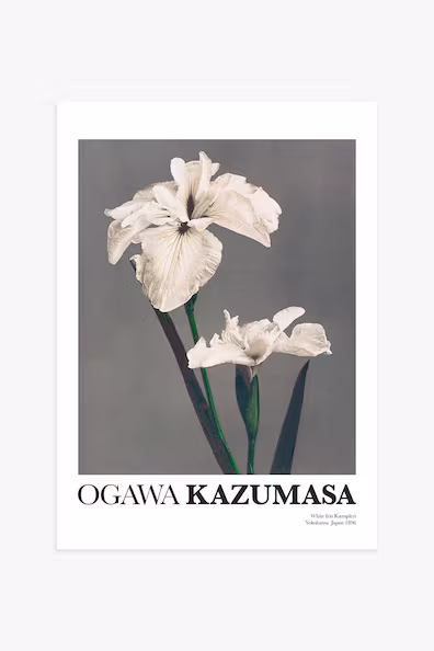 Плакат WHITE IRIS от казумаса
