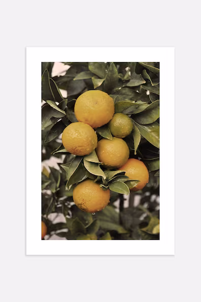 Плакат ORANGE TREE