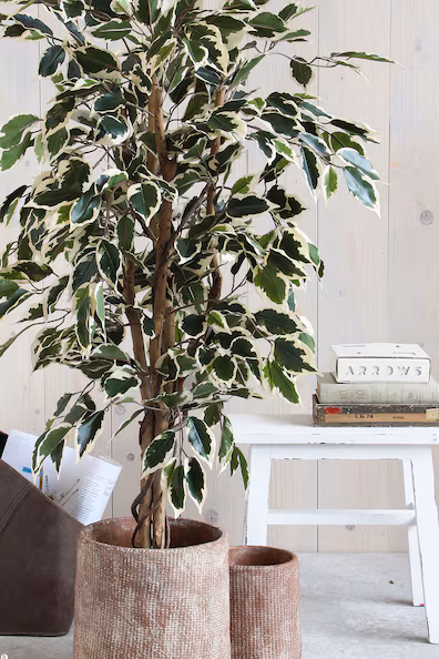 Искусственный FICUS
