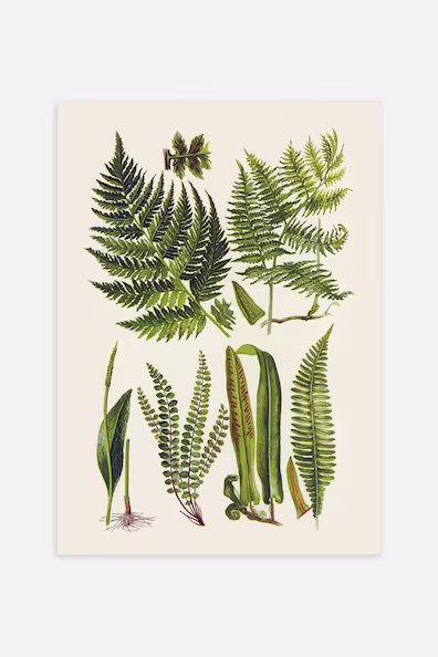 Постер VINTAGE HERBS