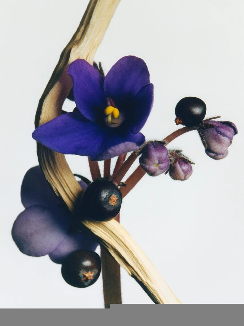 (100 мл) очаровательная фиалковая парфюмерная вода