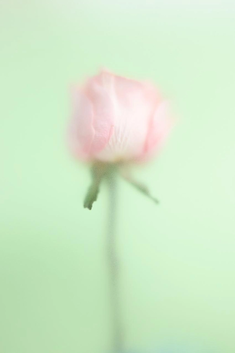 Духи wonder rose crush 90 мл / 3.04 унции