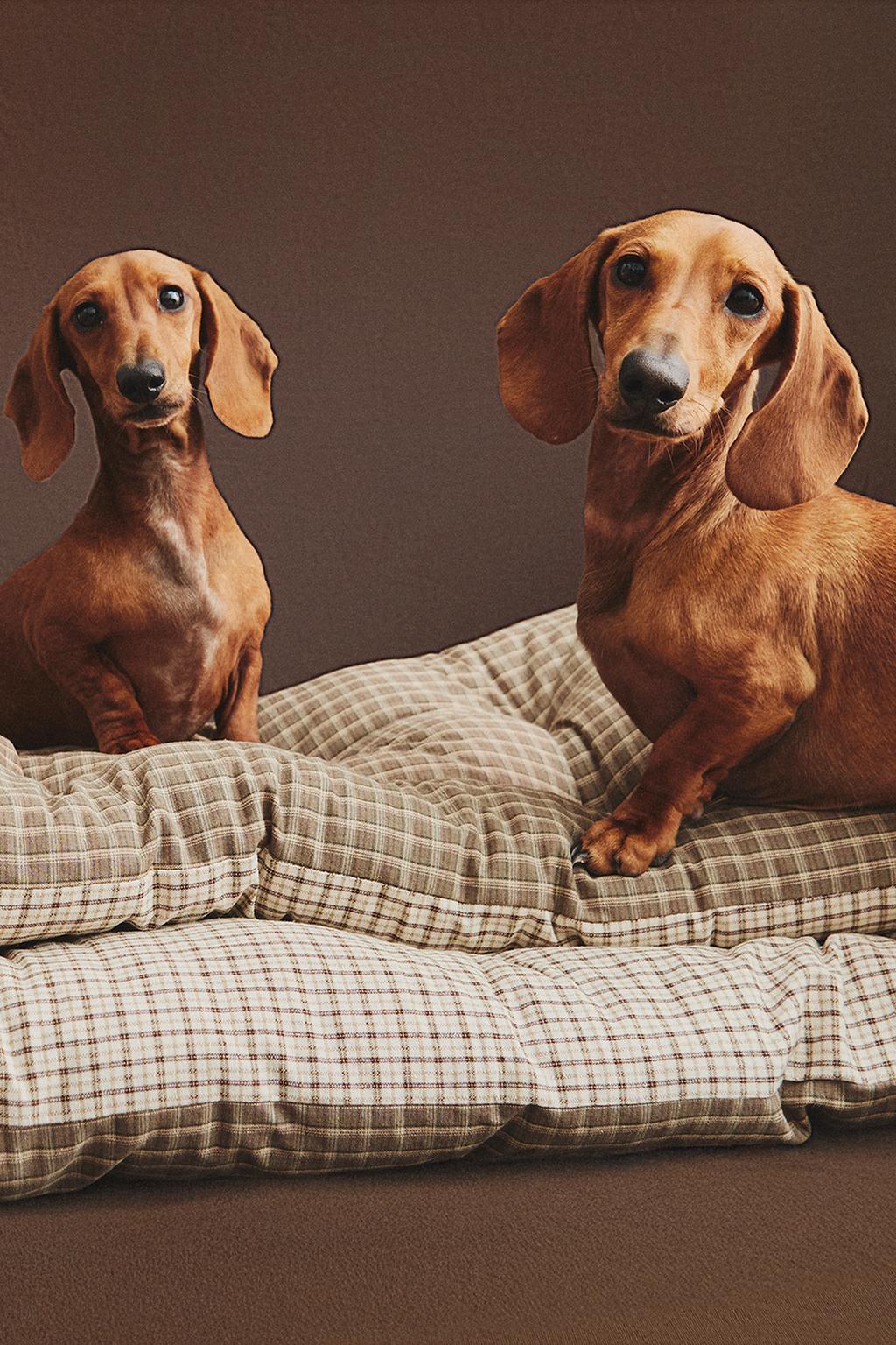 Верхняя одежда для питомца в клетчатом дизайне